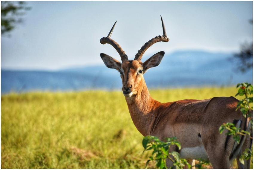 Close-up of an antelope with striking horns standi