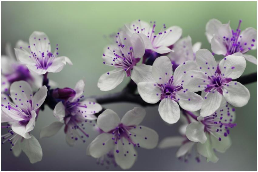 Beautiful macro capture of cherry blossom flowers