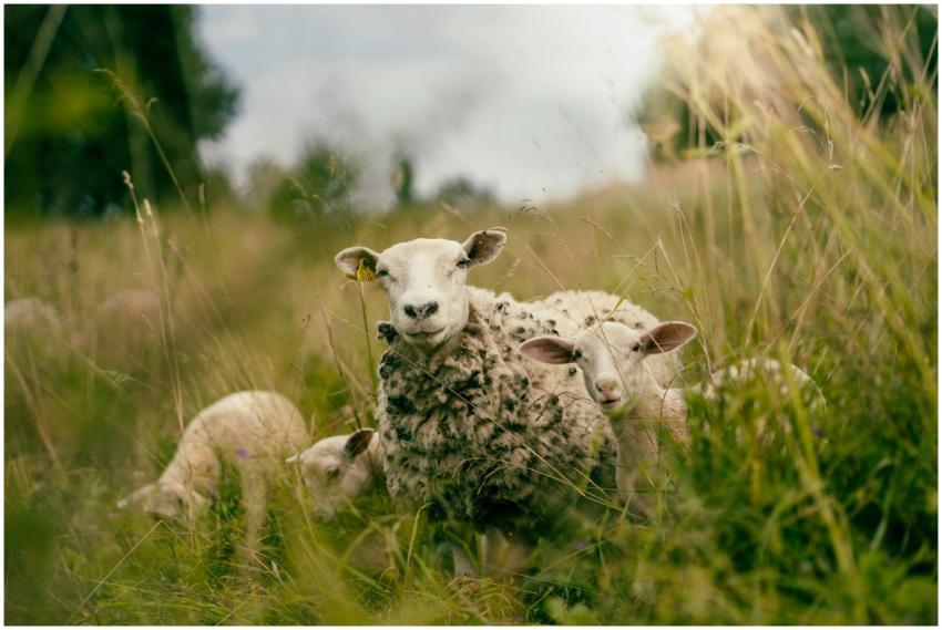 A peaceful scene of sheep grazing in a lush, grass