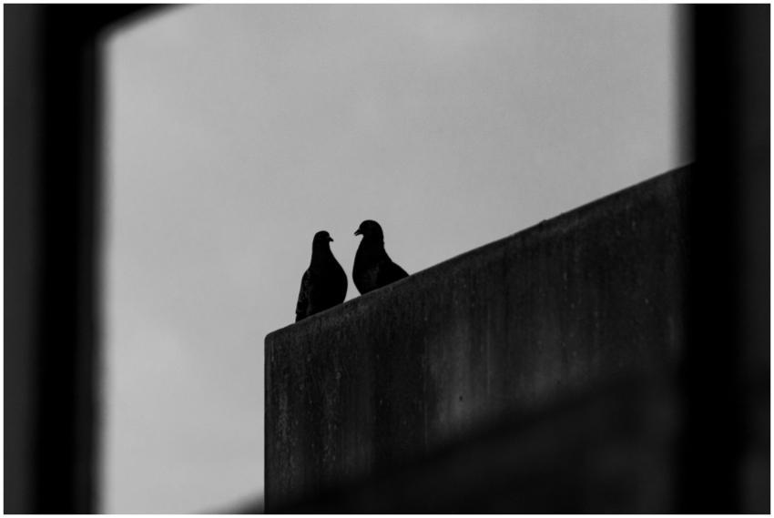 A black and white photo of two pigeons silhouetted