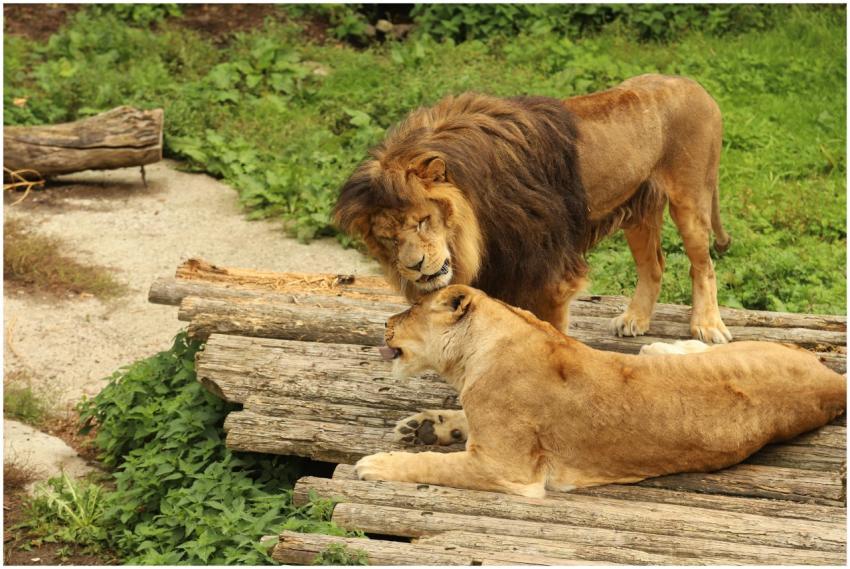 A lion and lioness resting on wooden logs in an ou
