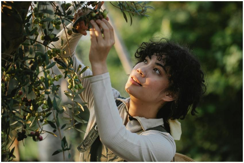 A woman picking fresh olives from a tree on a sunn