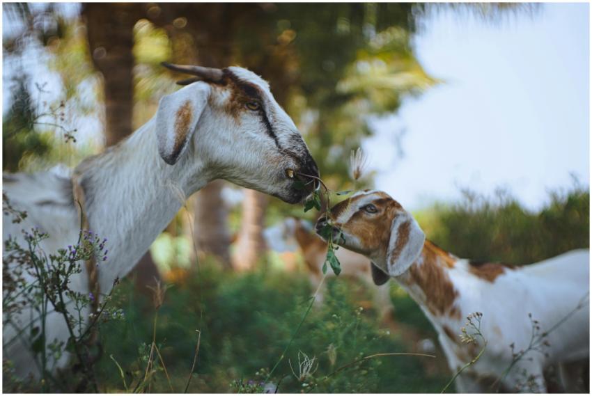 Two goats feeding on lush grass in a rural field i