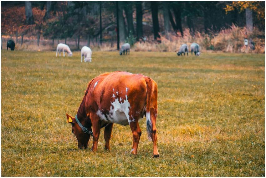 A brown cow grazing in a lush green field in Grind