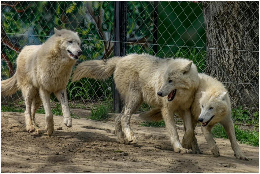 Three Arctic wolves frolic in a zoo enclosure, sho
