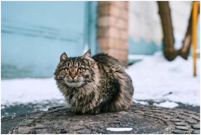 Close-up of a fluffy tabby cat sitting outdoors in