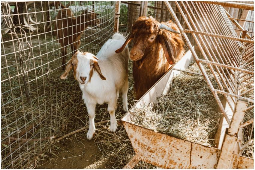 A close-up of two goats inside a metal cage on a s