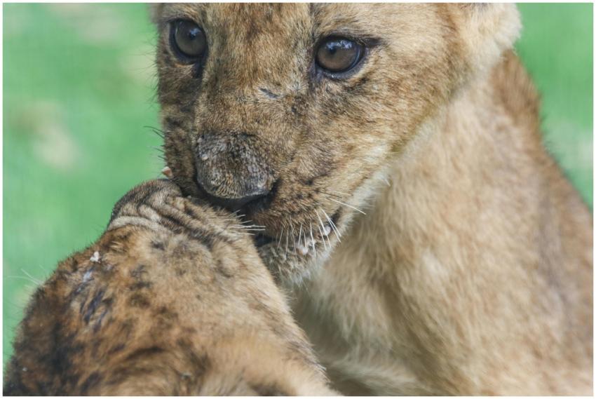 Two lion cubs playing affectionately on a sunny da