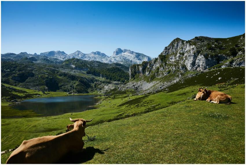 Tranquil rural scene featuring grazing cows by a l