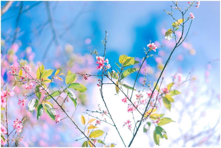 Vibrant cherry blossoms against a bright blue sky