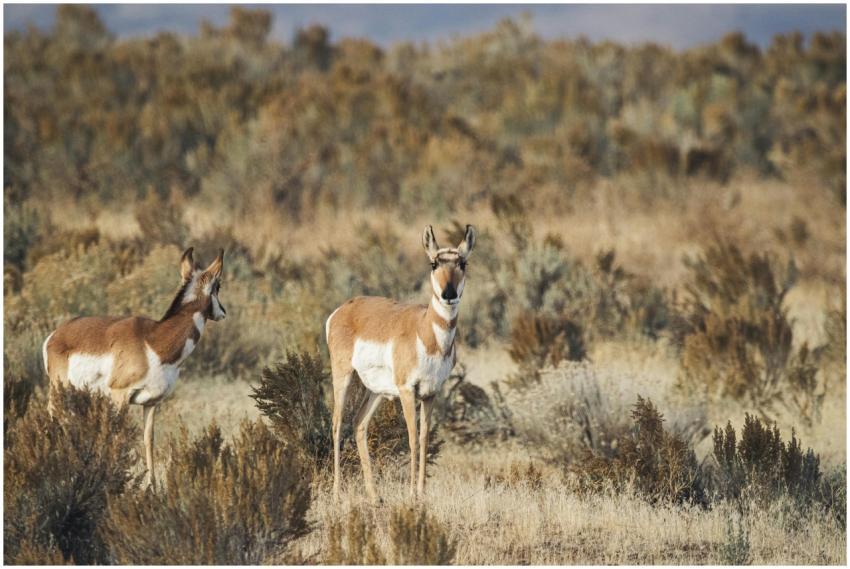 Two pronghorn antelopes in an open field of dry gr