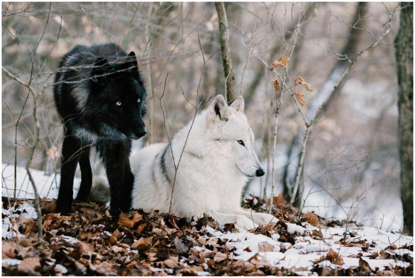 Two wolves, one black and one white, in a snowy fo