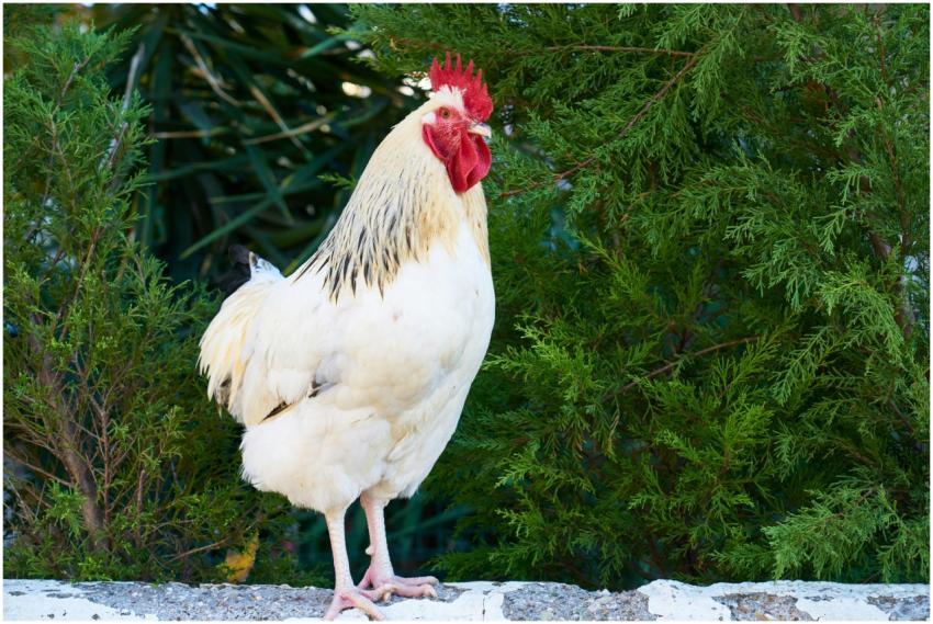 Close-up of a white rooster standing against a bac