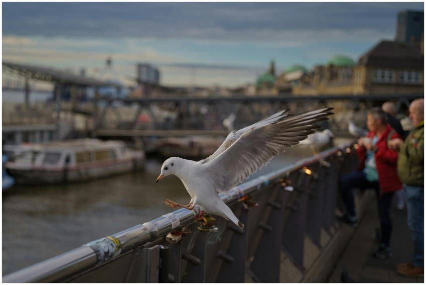 A seagull taking off from a bridge railing with pe