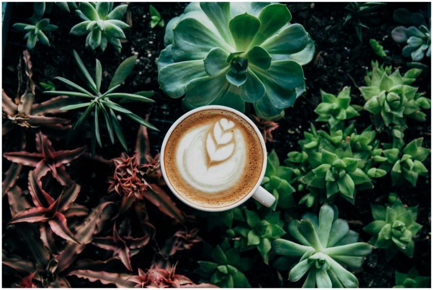 A beautifully crafted latte with art nestled among