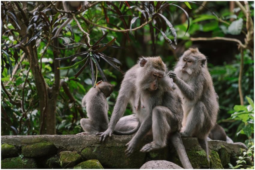 Monkeys grooming each other on a mossy wall in a d