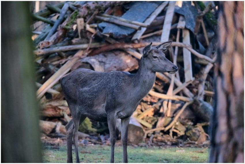 A deer stands alertly in a forest with scattered b