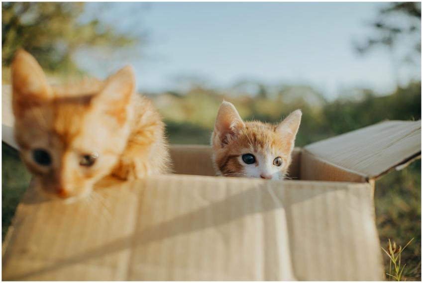 Two cute orange kittens playfully exploring a card
