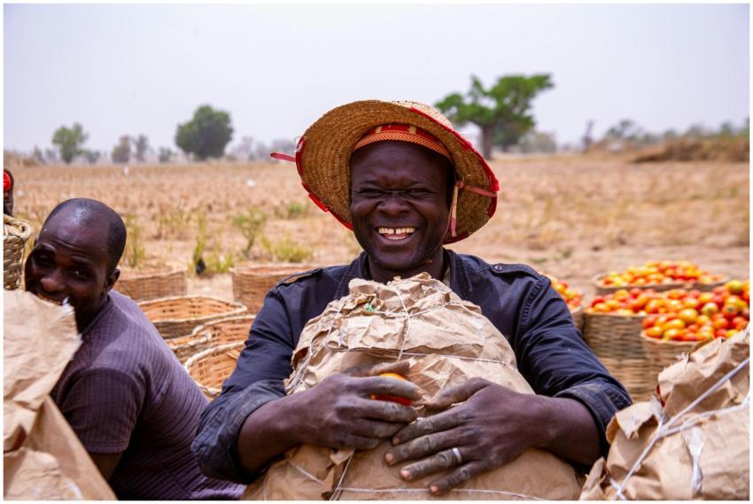 Farmers joyfully harvest tomatoes in a sunny Niger