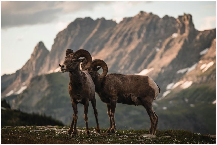 Two bighorn sheep in a scenic mountain setting at