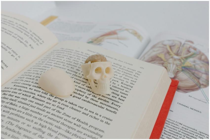 An open book with an anatomical skull model placed