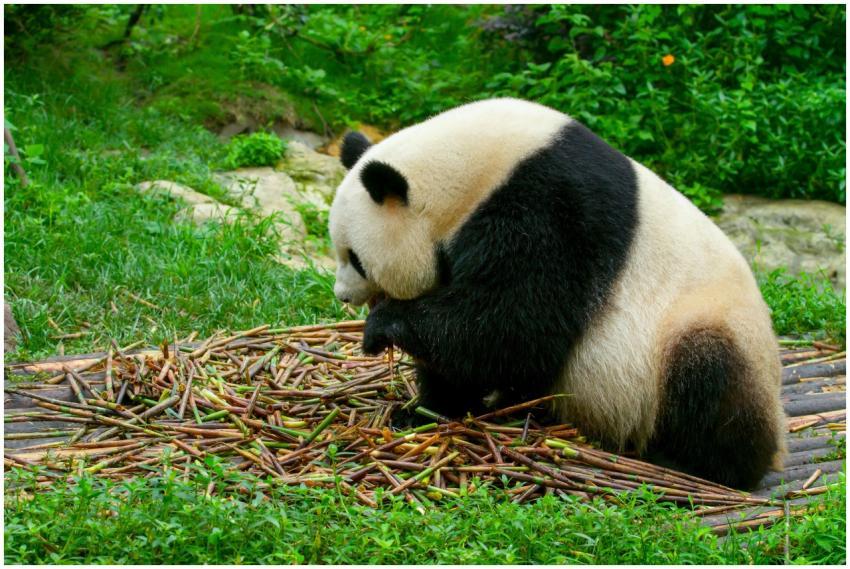 A giant panda munching on bamboo at the Chengdu Zo