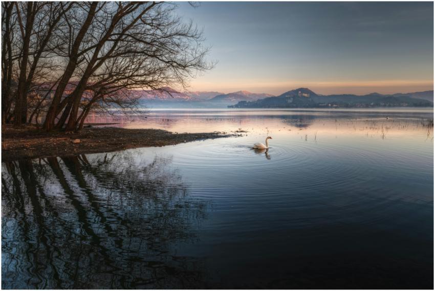 Idyllic Swan Tranquil Lake