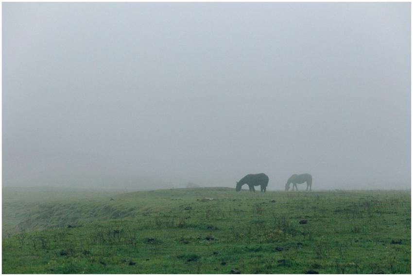 Horses graze peacefully on a misty autumn morning