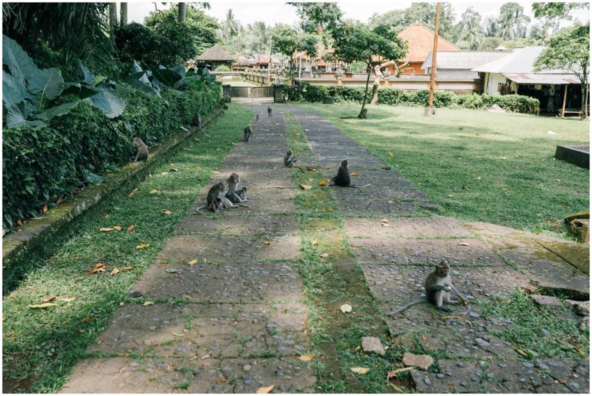 Group of monkeys in a park setting, surrounded by