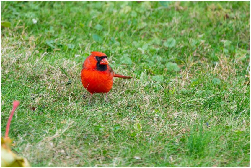 Free stock photo of cardinal, dove