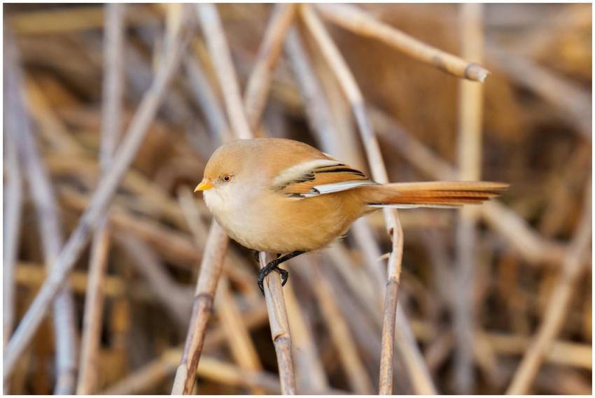 A detailed close-up of a Bearded Reedling perched