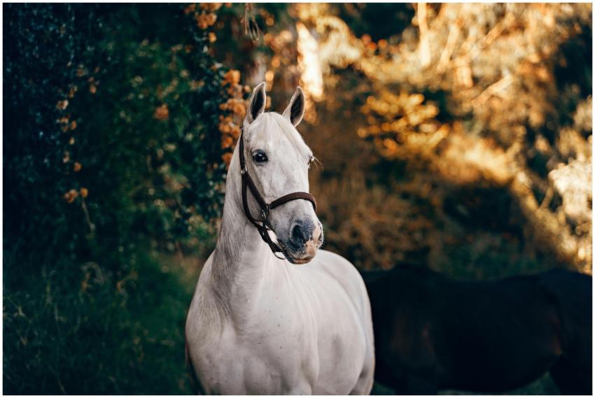 A beautiful white horse stands proudly in a sun-da