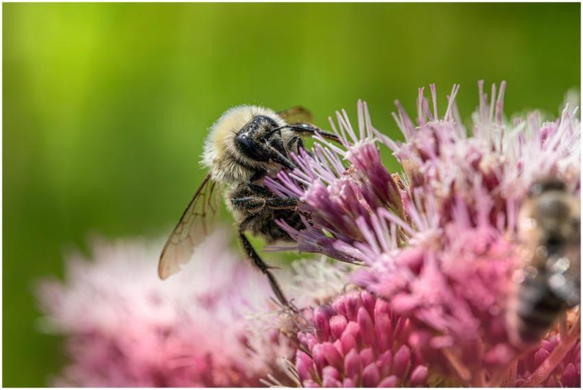 Close-up of a bumblebee gathering nectar from pink