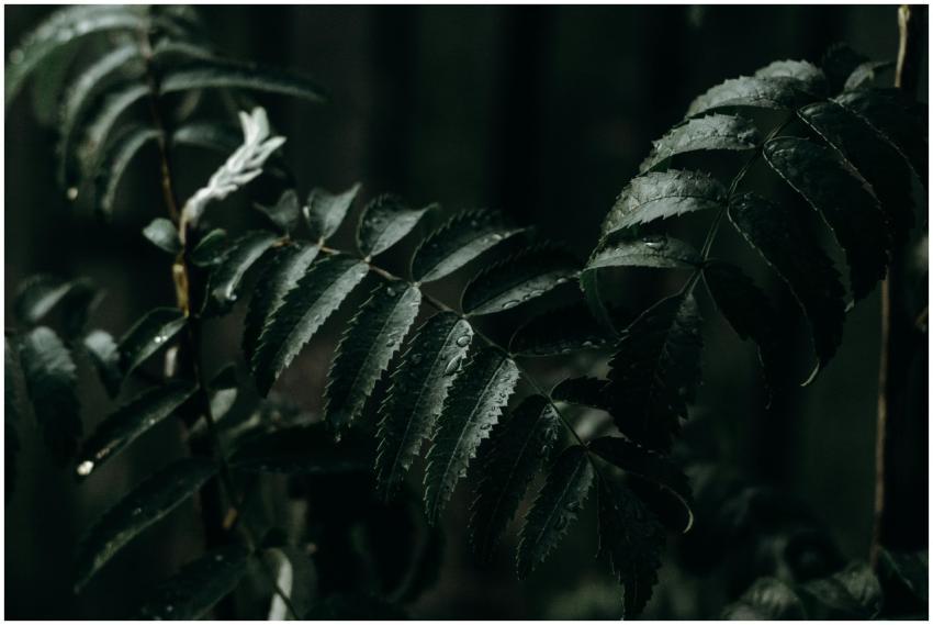 Dark and moody close-up of fern leaves with raindr