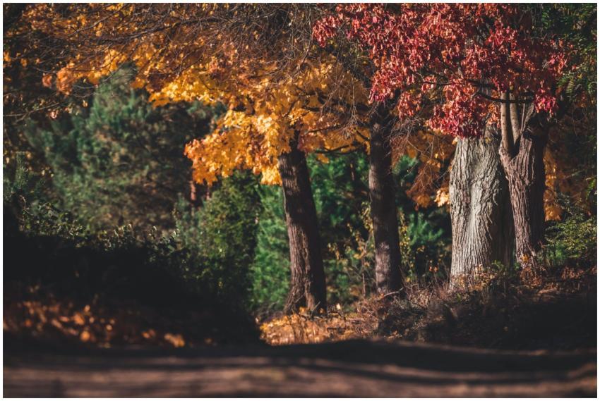 A tranquil autumn scene with vibrant colored leave