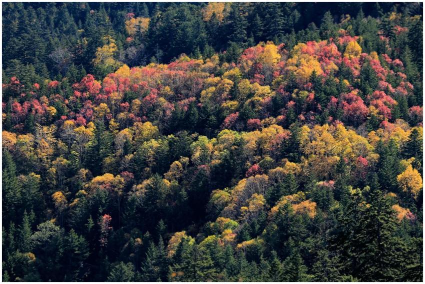 Vibrant Autumn Forest Full
