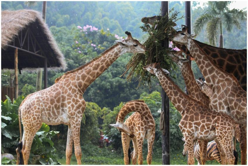 Several giraffes feeding on foliage in a lush safa