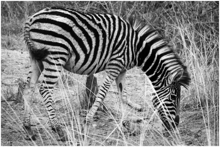 Black and white photograph of a zebra grazing in a