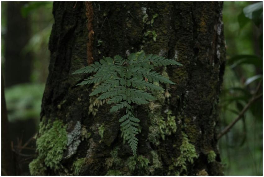 A vivid close-up of a lush fern growing on a moss-