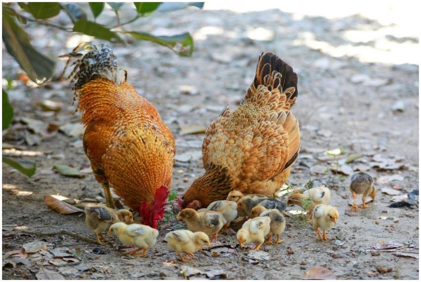 A rooster, hen, and their chicks foraging for food