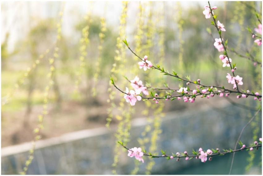Beautiful pink blossoms in springtime with a soft,
