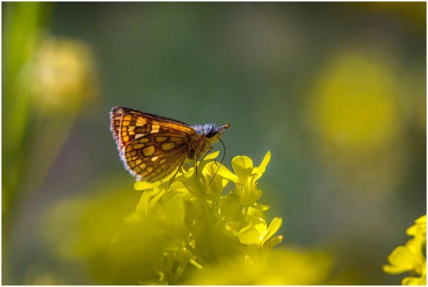 A vibrant butterfly with detailed wings rests on a
