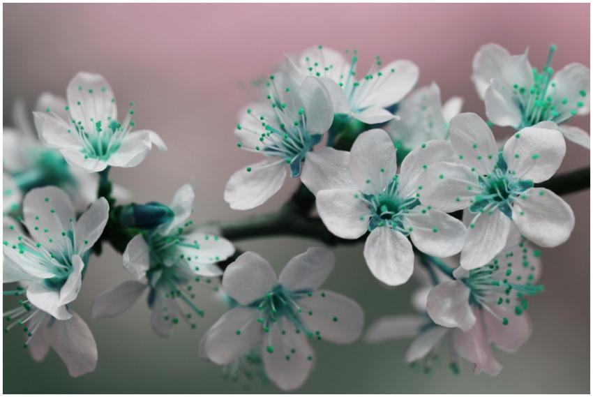 A close-up shot of blooming white flowers with gre
