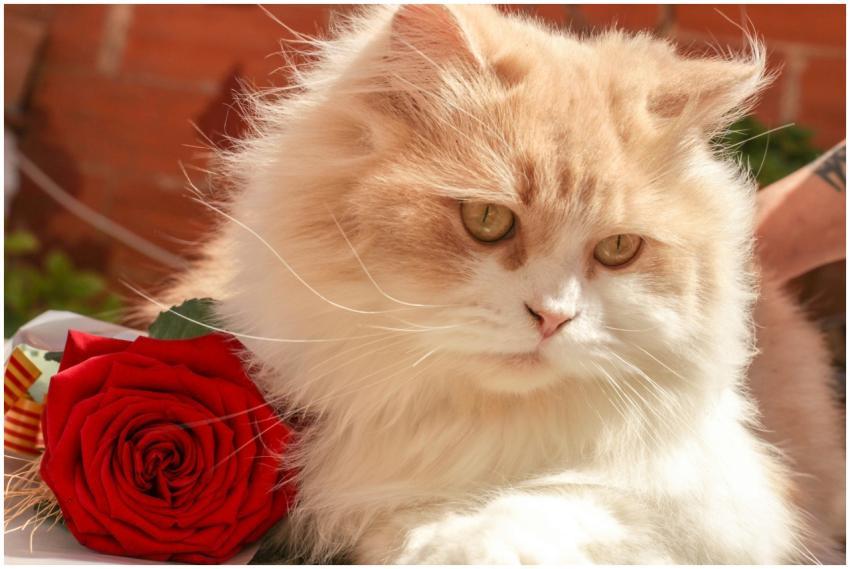 Close-up of a fluffy Persian cat with a vibrant re