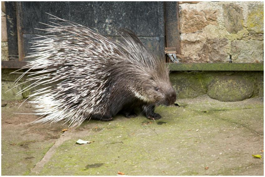 A detailed image of a porcupine walking on a stone