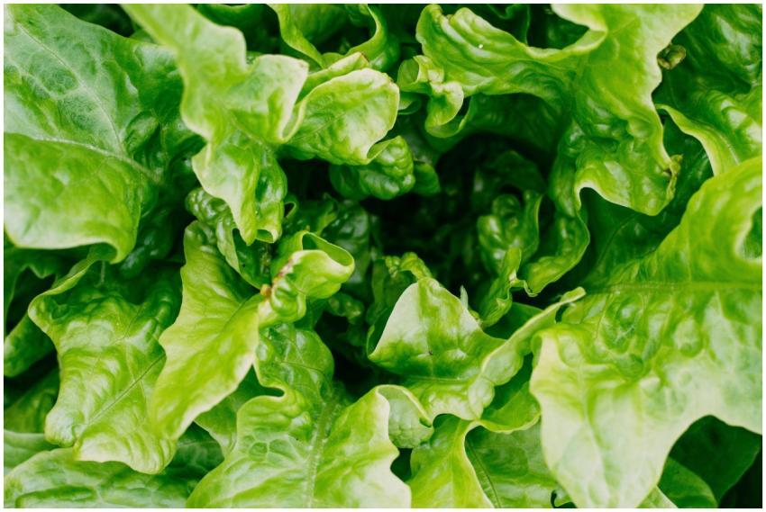 Vibrant close-up of fresh green lettuce leaves in