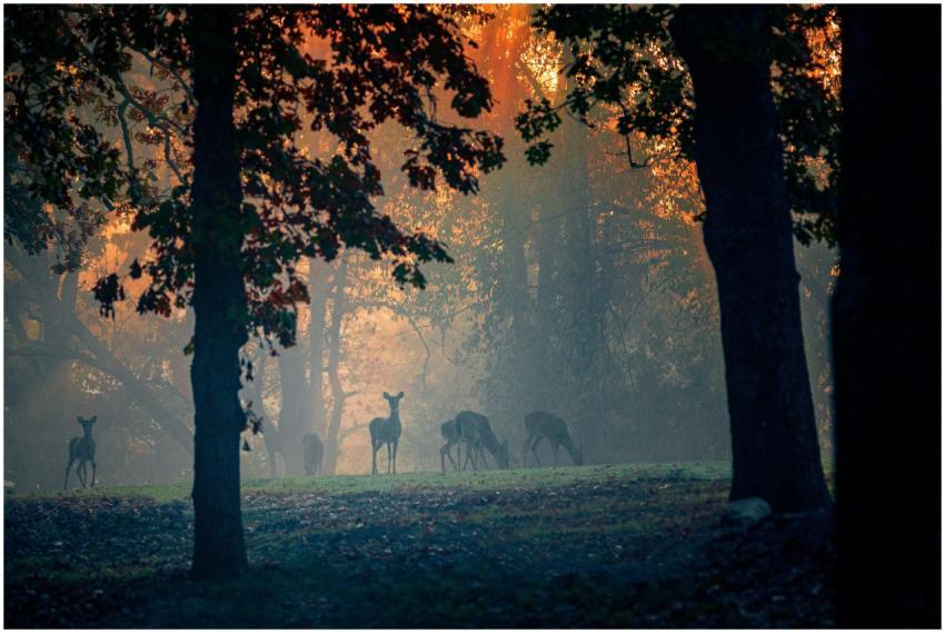 A serene scene of deer in a foggy forest during ea