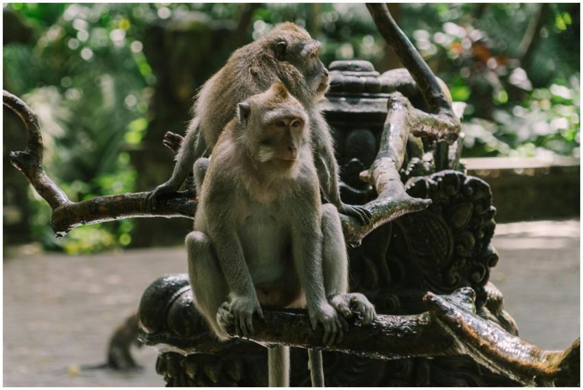 Two monkeys relax on an intricately carved branch,