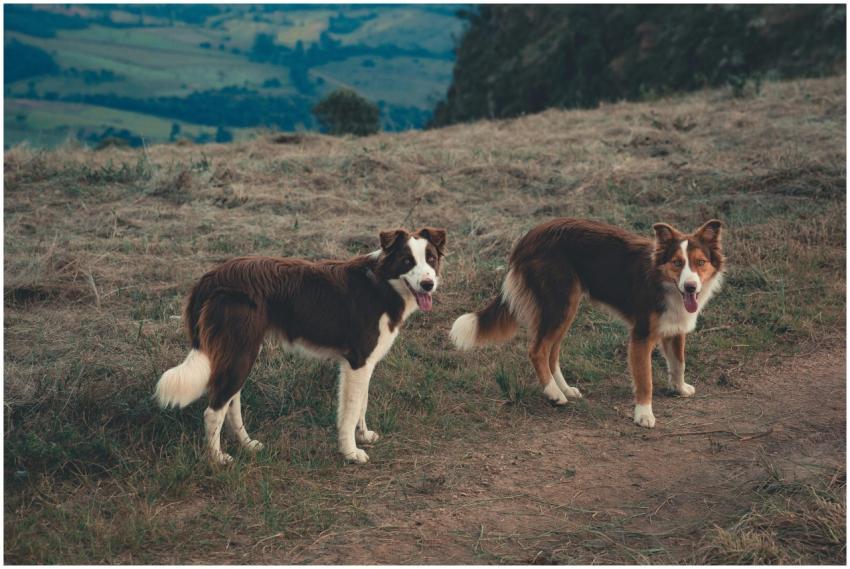 Border Collie dogs with tongues out looking curiou