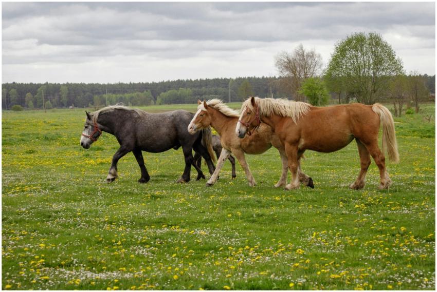 Three horses walking in a verdant spring meadow on